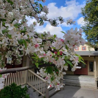 Close up of white and pink colored blossoms hanging over courtyard