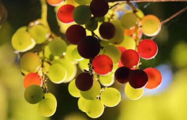 Grape cluster in Alexander Valley vineyards