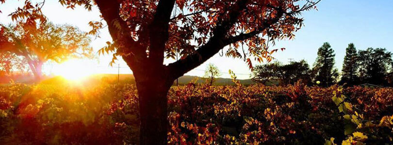 Vineyards surrounging Alexander Valley Hall