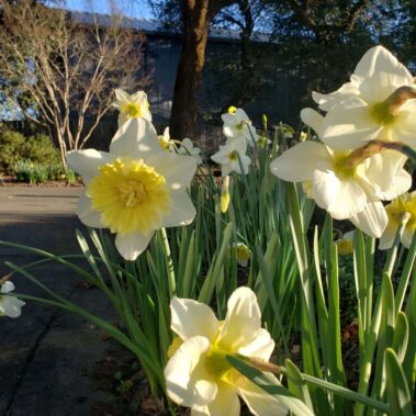 Close up of yellow and white daffodils