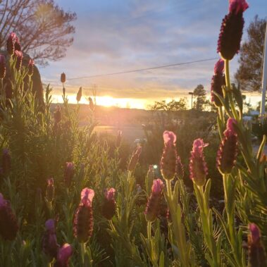 Blue cloudy sky with vibrant sunset with lavender garden in fore ground